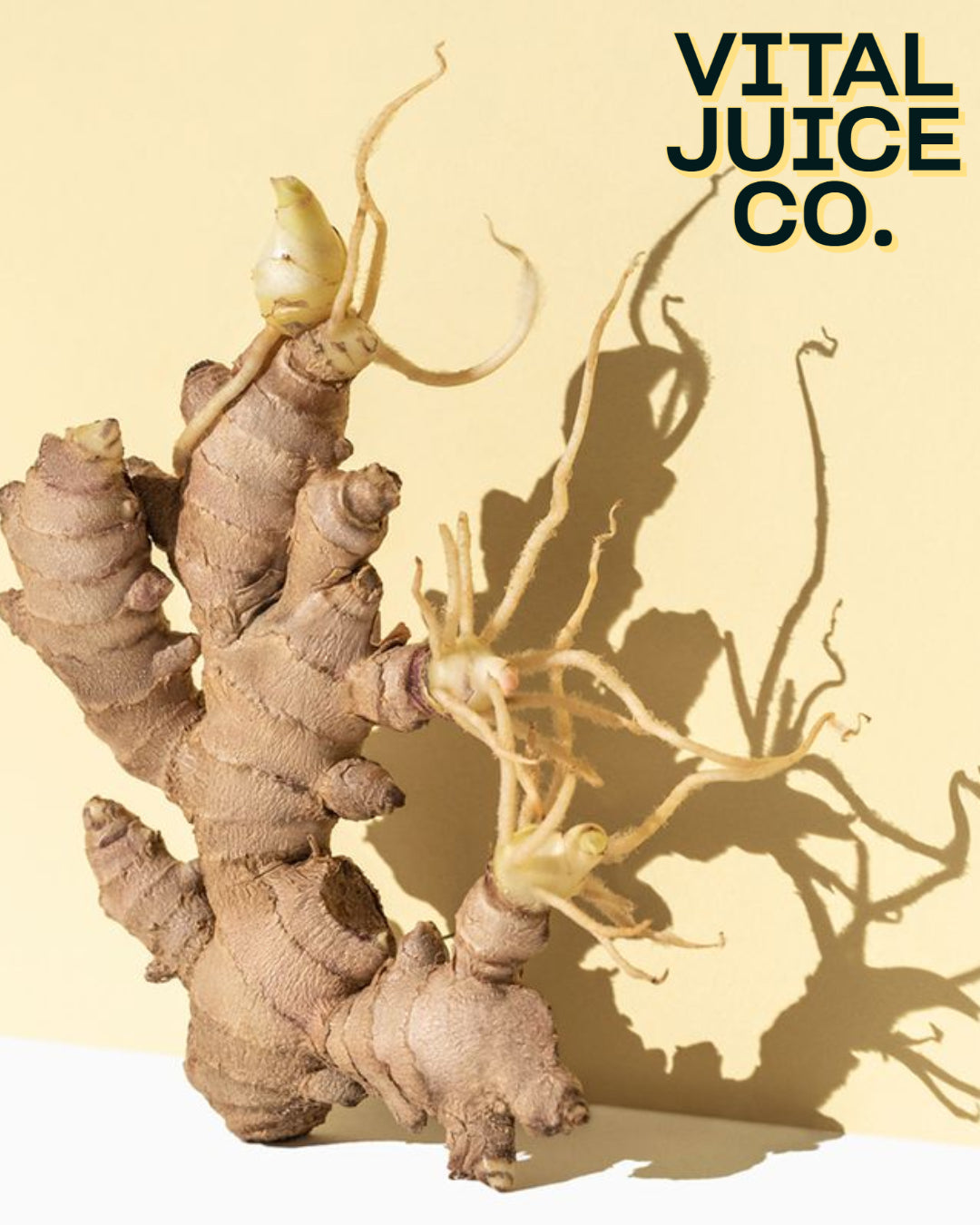 The Healing properties of Ginger (Zingiber officinale)